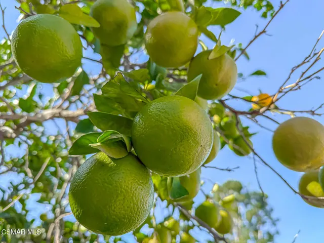 iBackyard and Community4