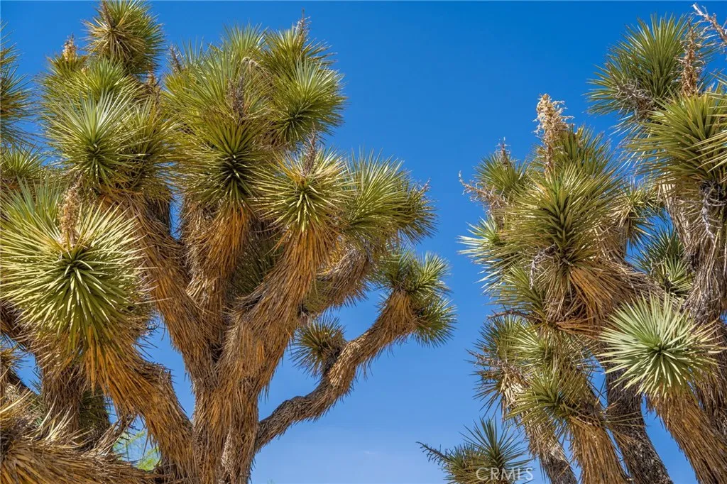 56488 El Dorado Drive, Yucca Valley, California 92284 home-pic-4