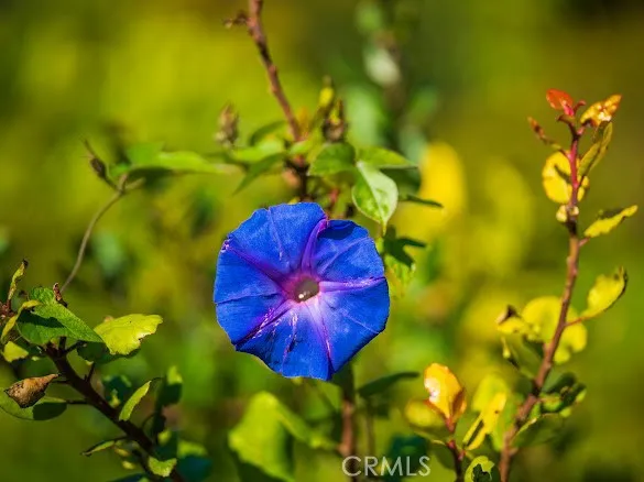 30545 Rhone Drive, Rancho Palos Verdes, California 90275 home-pic-42