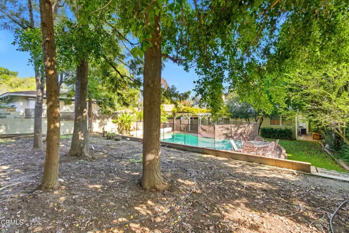 Backyard Trees