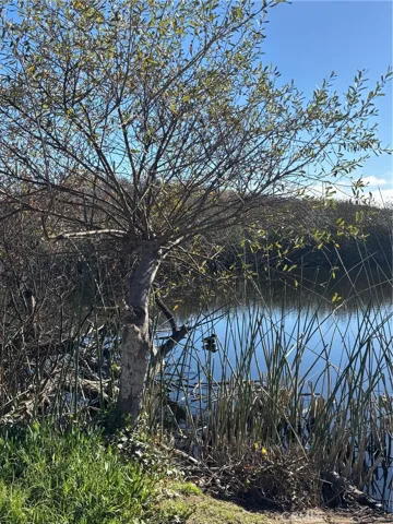Lagoon and wildlife