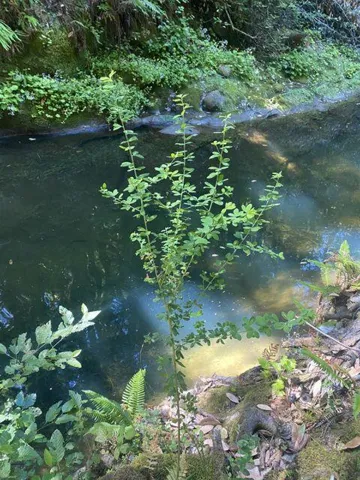17710 Bear Creek Road, Boulder Creek, California 95006