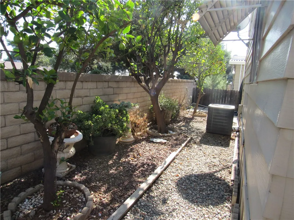 3 mature citrus trees 3 mature citrus trees