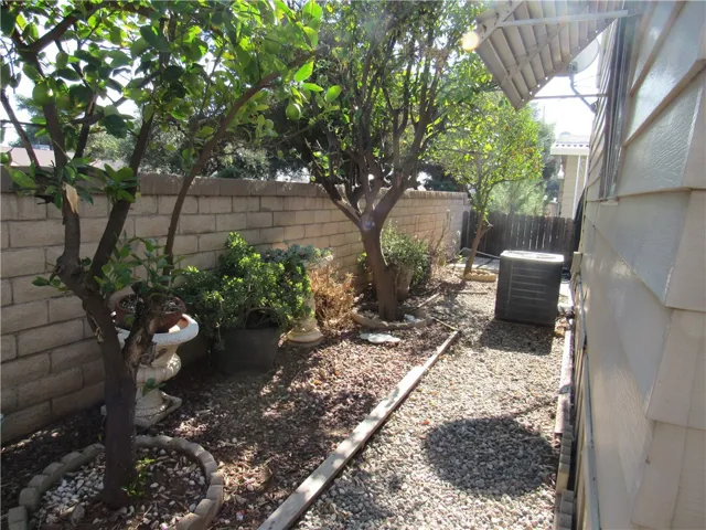 3 mature citrus trees