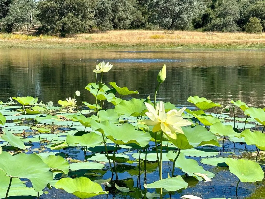 25258 Black Canyon Road, Santa Ysabel, California 92070 home-pic-47