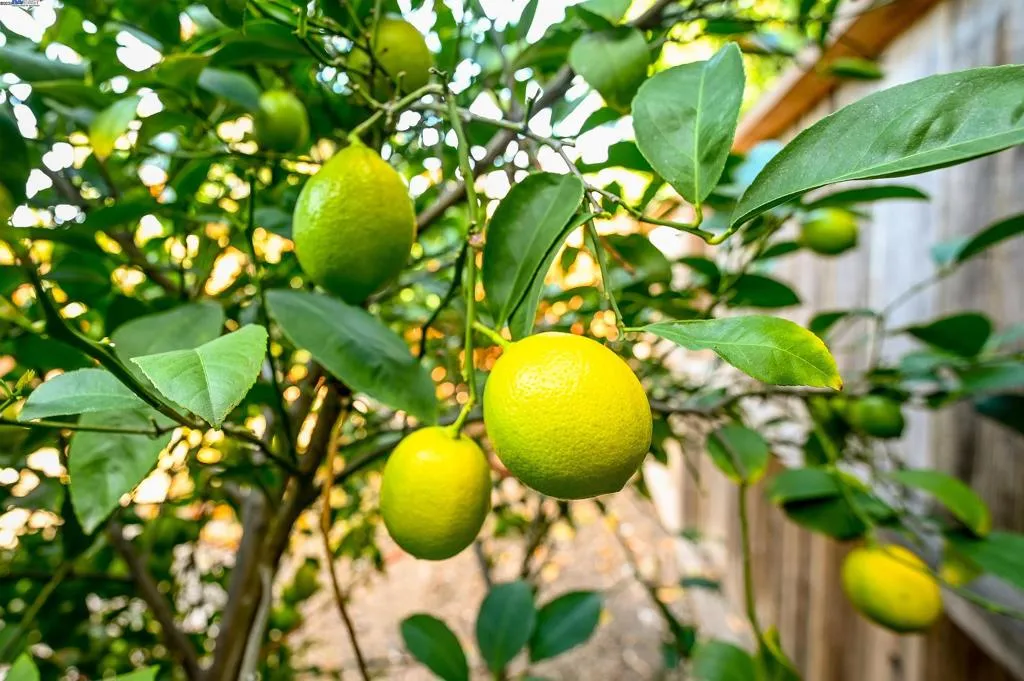 9985 Windsor Way, San Ramon, California 94583 home-pic-33