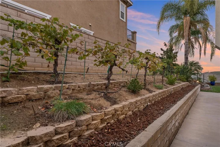 Your Very Own Vinyard!