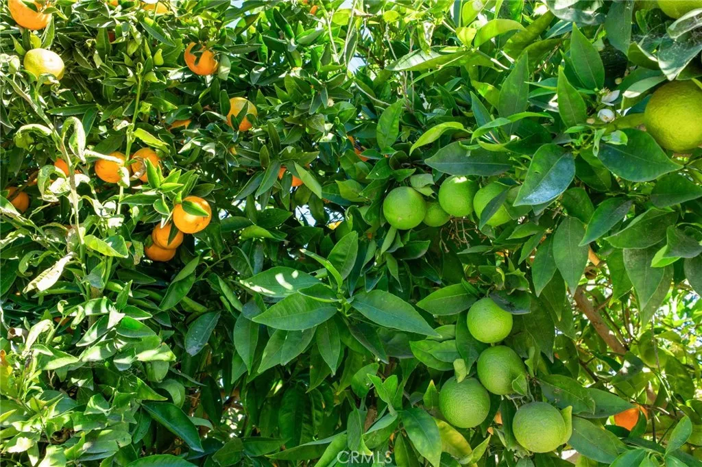 509 S Glenarbor, Santa Ana, California 92704 home-pic-20