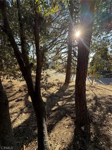 Pine trees/looking down at road
