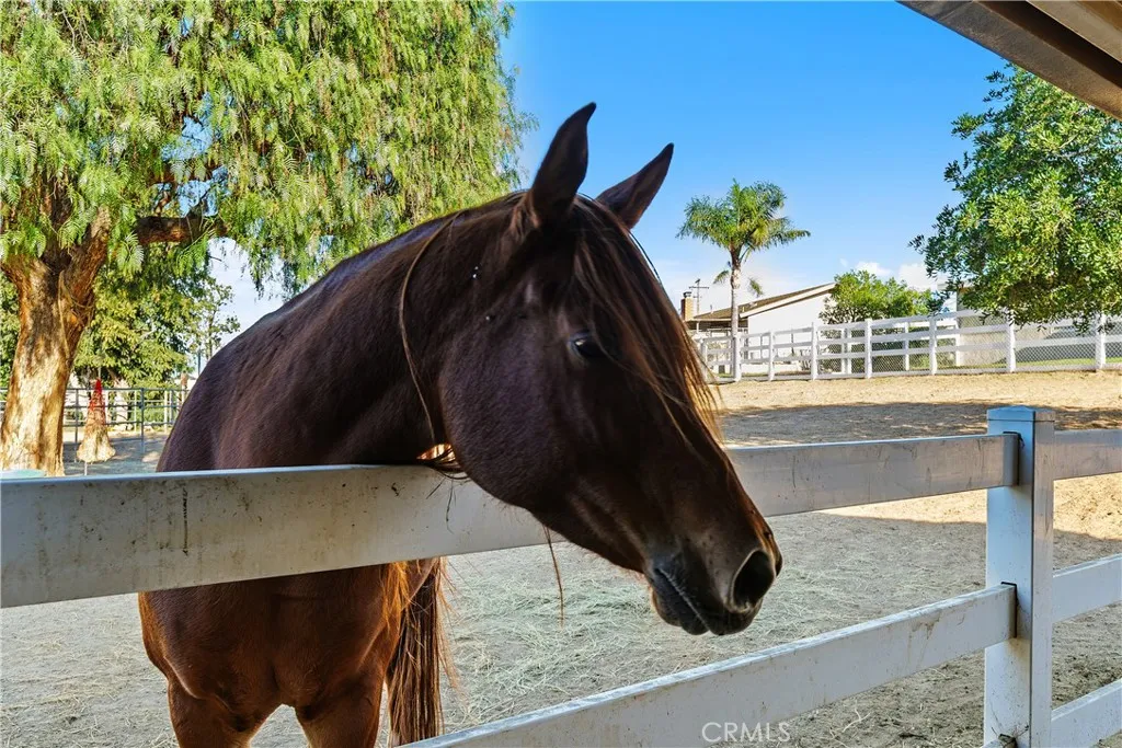 2625 Three Bar Lane, Norco, California 92860 home-pic-27
