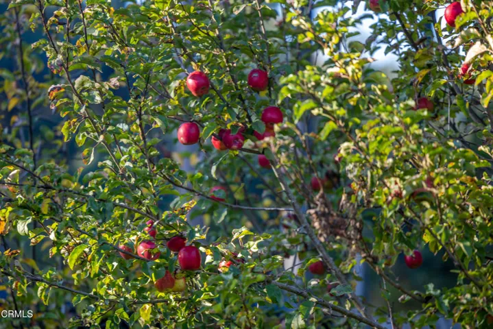 Apples