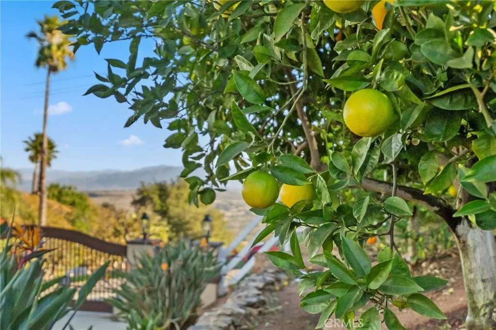 Citrus Trees
