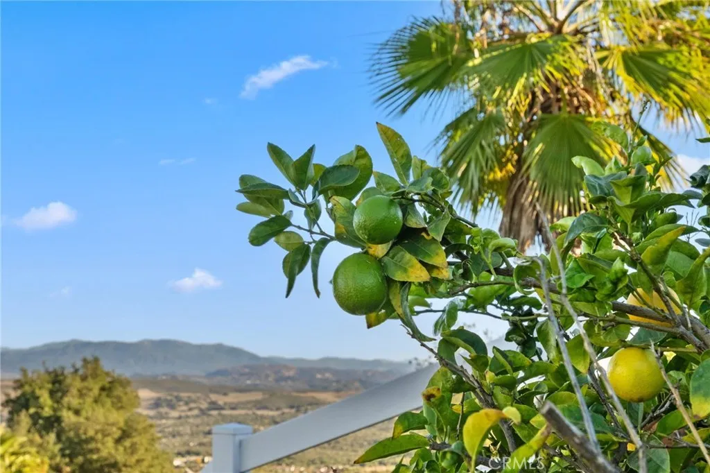 Citrus Trees