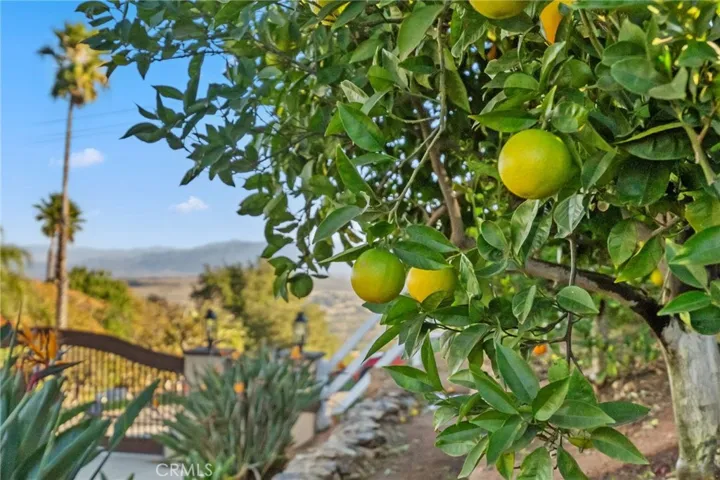 Citrus Trees