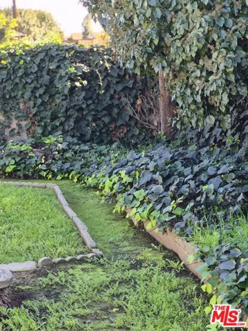 BACKYARD VINES