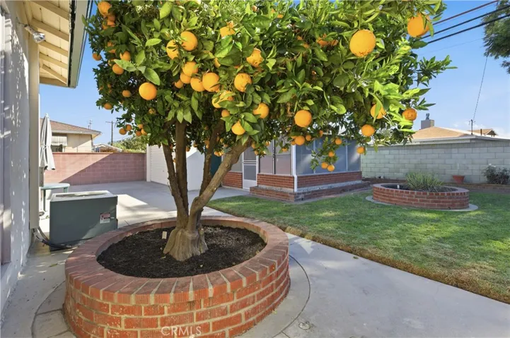 Oranges are delicious