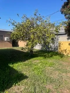 Backyard with Lemon Tree