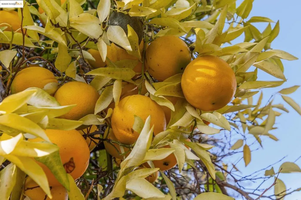 1918 Marguerite Ave, Pleasant Hill, California 94523 home-pic-40