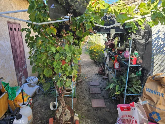 Grape Vines