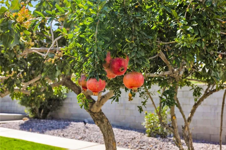 Pomegranate Tree