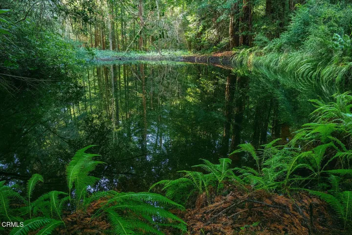 Peaceful spring fed pond