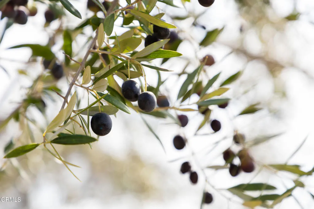 olives 17350 Deer Meadows 56 small