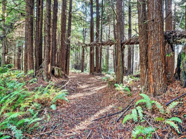 54-web-or-mls-DSC06341