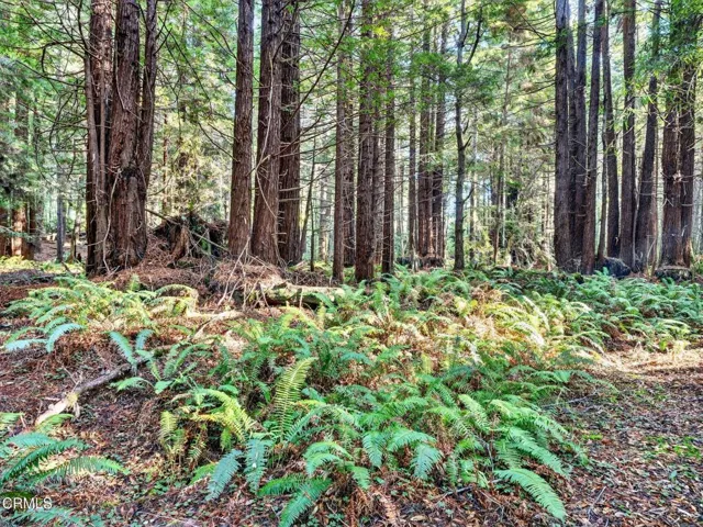 56-web-or-mls-DSC06351