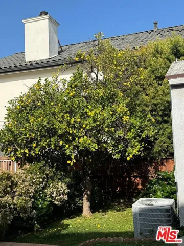 lemon tree