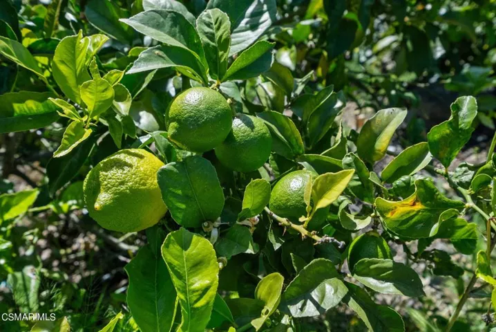 46-web-or-mls-DSC08421