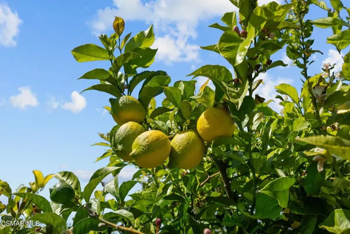 49-web-or-mls-DSC08436