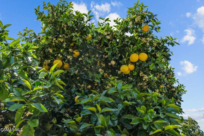 44-web-or-mls-DSC08411