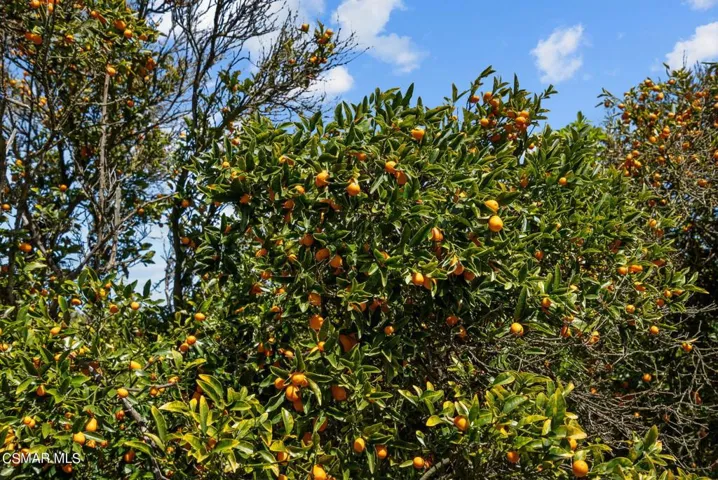 55-web-or-mls-DSC08466