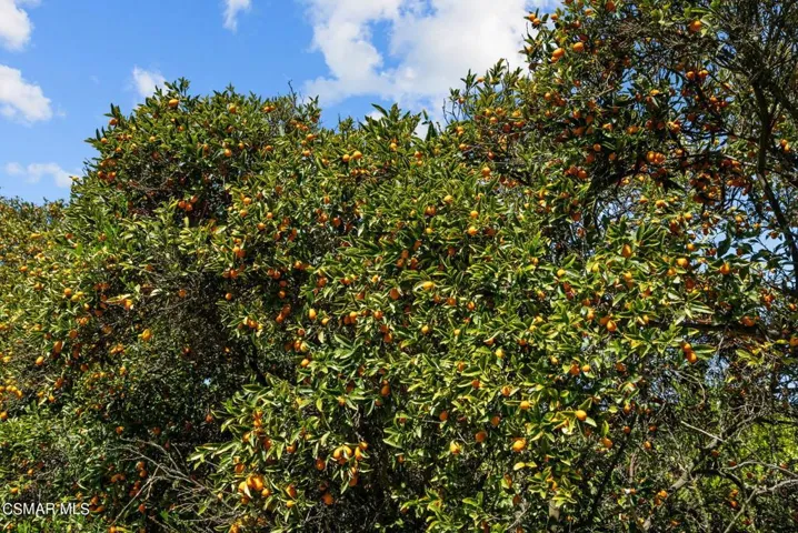 54-web-or-mls-DSC08461