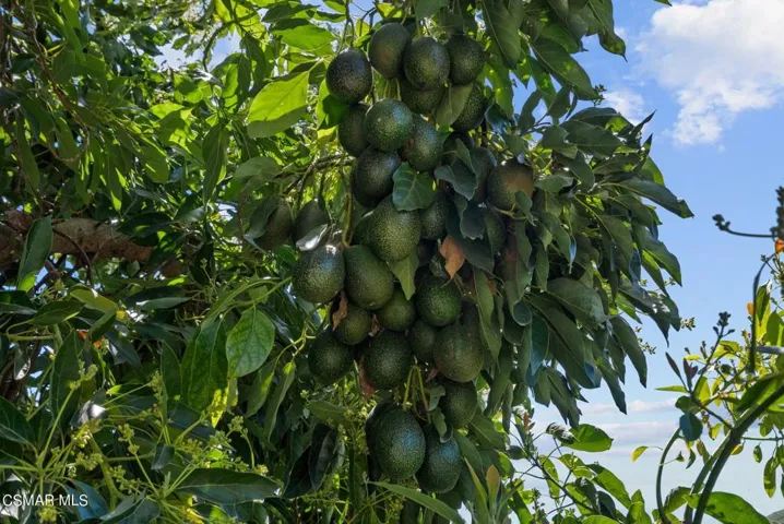 43-web-or-mls-DSC08406