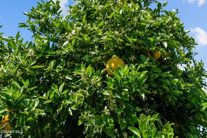 47-web-or-mls-DSC08426