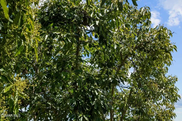 45-web-or-mls-DSC08416