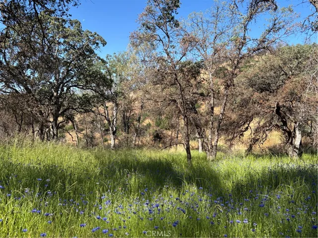Lovely wildflowers on this lot.