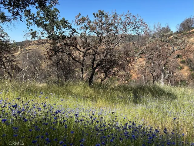 More wildflowers