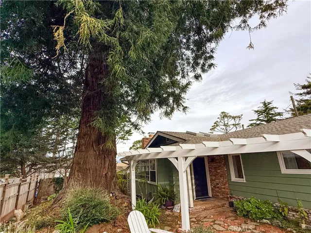Majestic Redwood Tree