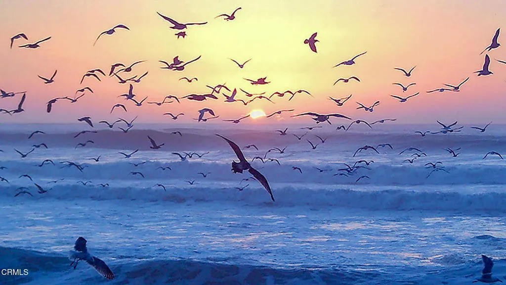 Sunset with Birds - Large