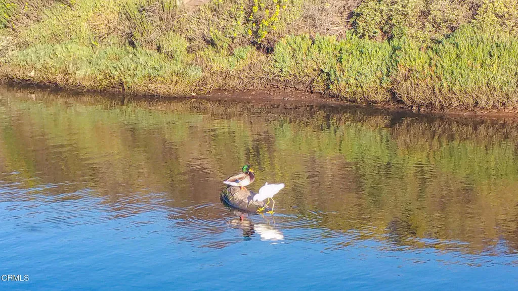 Duck Friend