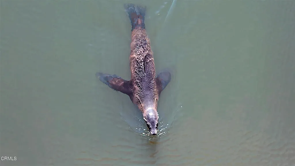 Seal