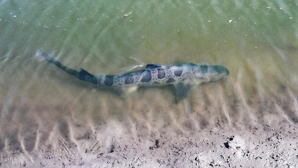 Leopard Shark