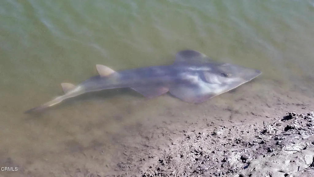Guitar Shark