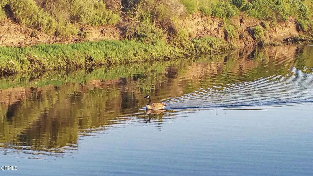 Goose