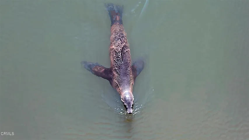 Seal