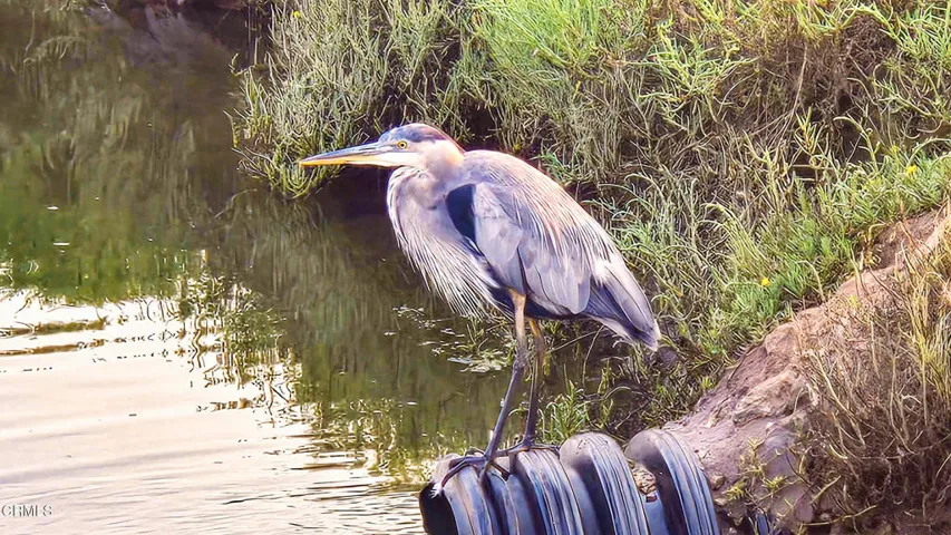 Blue Herron