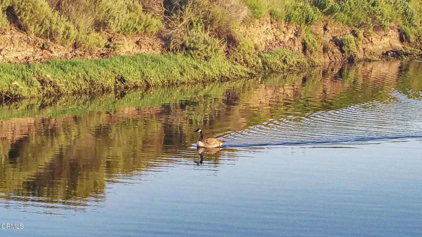 Goose