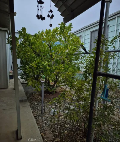Orange Tree